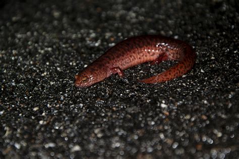 Pseudotriton ruber - Animal Diversity Web - muktibox.com