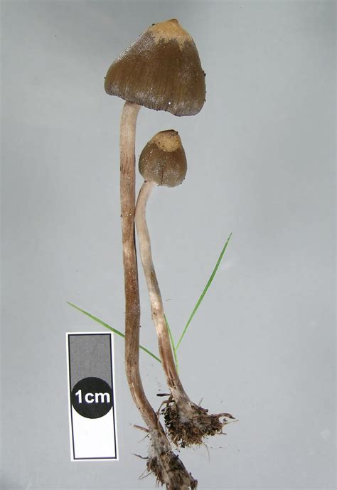 Psilocybe semilanceata - muktibox.com