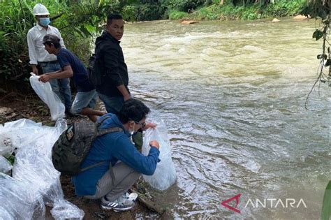 PT KSI Tebar 50 Ribu Bibit Ikan Gariang - Minangkabaunews.com