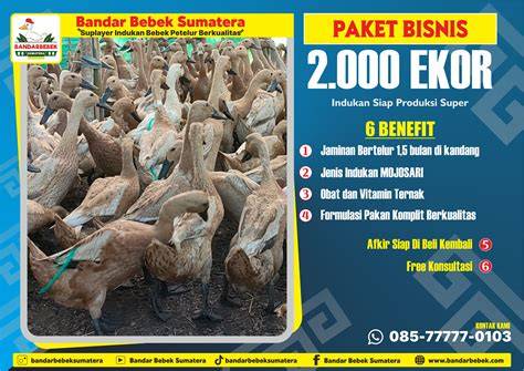PT. Bandar Bebek Sumatera - raincitystudios.com