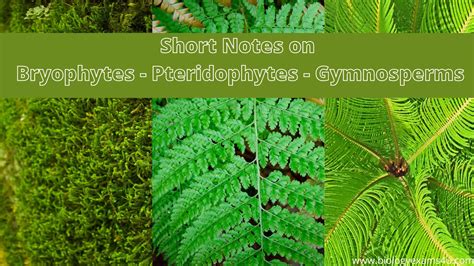 Pteridophytes, Gymnosperms & Palaeobotany - muktibox.com