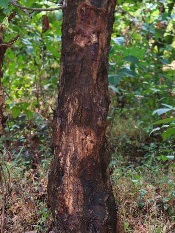 Pterocarpus（A general term for plants of the genus *Pterocarpus ... - raincitystudios.com