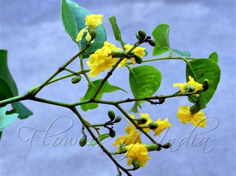 Pterocarpus dalbergioides - Useful Tropical Plants - raincitystudios.com