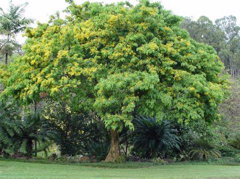 Pterocarpus indicus, Burmese Rosewood - IUCN Red List - raincitystudios.com