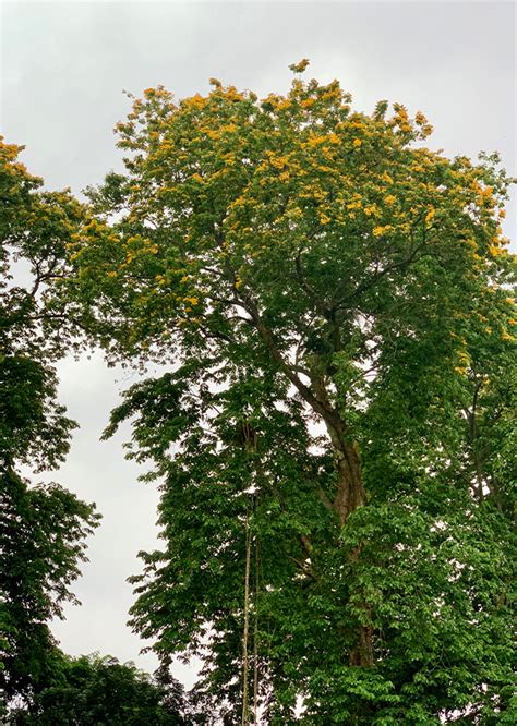 Pterocarpus Indicus: Uses and Conservation - raincitystudios.com