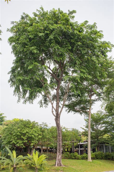 Pterocarpus indicus (narra) - Ras Kisimani - raincitystudios.com
