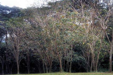 Pterocarpus indicus (red sandalwood) | CABI Compendium - raincitystudios.com