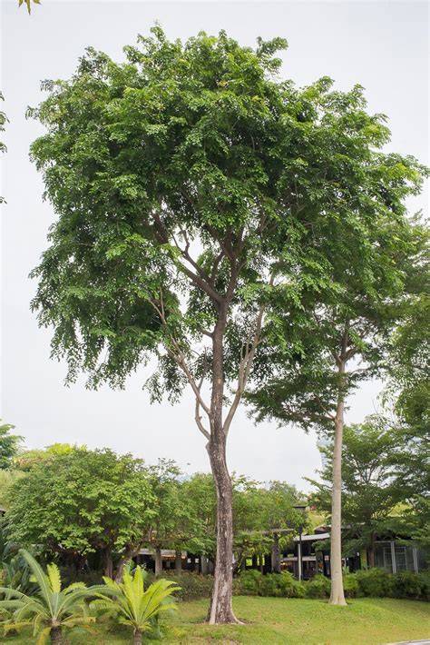 Pterocarpus indicus | ACResT - raincitystudios.com