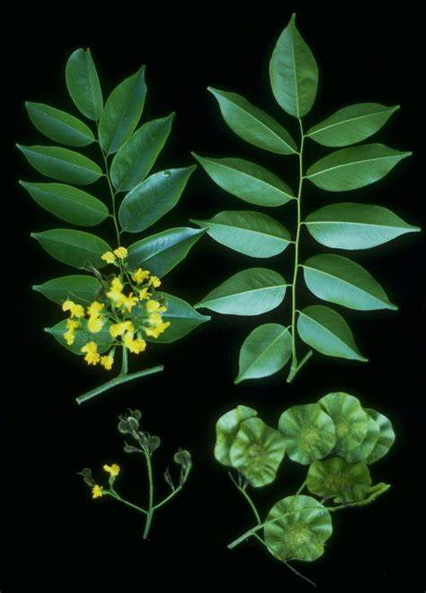 Pterocarpus indicus | Tropical Restoration Library - raincitystudios.com