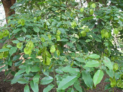 Pterocarpus indicus » Balinghasai Farms - raincitystudios.com