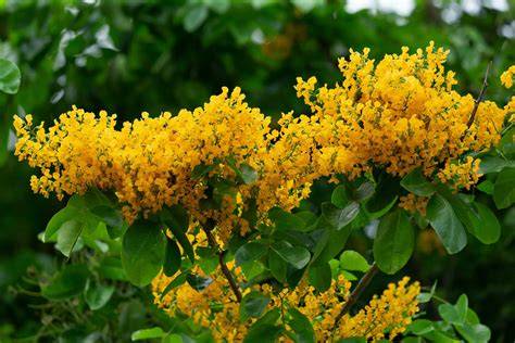 Pterocarpus indicus 10/01/2023 - assets - raincitystudios.com