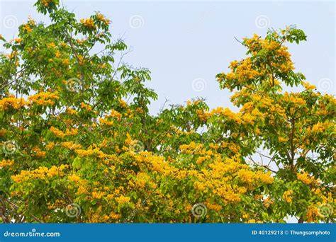 Pterocarpus Indicus royalty-free images - Shutterstock - raincitystudios.com