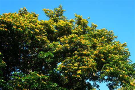 Pterocarpus indicus tree royalty-free images - raincitystudios.com