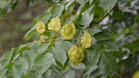 PTEROCARPUS INDICUS WILLDENOW - raincitystudios.com