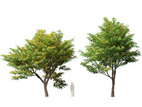 Pterocarpus Linn. - US Forest Service - raincitystudios.com