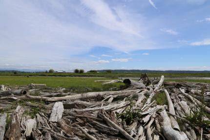 Puget Sound estuary restoration projects on WDFW lands - raincitystudios.com