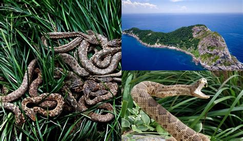 Pulau Ular Di Brasil - muktibox.com