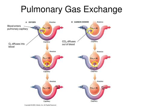Pulmonary Gas Exchange - PT Direct - muktibox.com