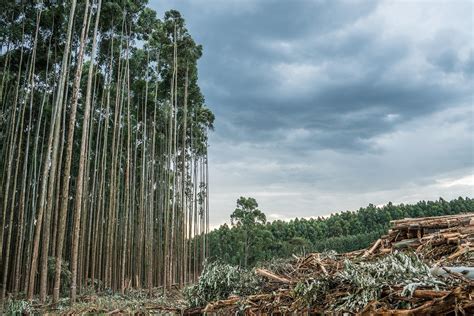 Pulpwood plantations: a growing problem - WRM - raincitystudios.com