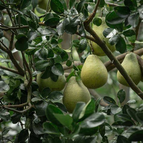PUMMELO – Hortiforum - raincitystudios.com