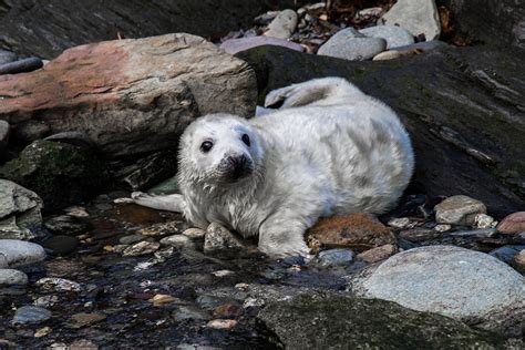 Pup Seal Behavior - muktibox.com