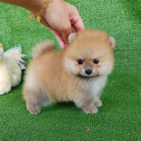 Puppies&Kitties (@selimaaajj5)’s videos with izvorni zvuk - muktibox.com