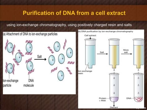 Purification DNA from living cells - GENOM BAGIAN 3 PEMETAAN - muktibox.com