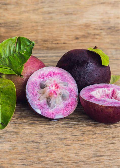 Purple Caimito, Star Apple Fruit Trees For Sale - raincitystudios.com