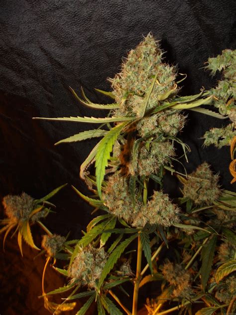 PURPLE GLAM KUSH Bulk Seed Bank