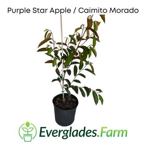 Purple Star Apple / Caimito Morado Grafted - For Sale … - raincitystudios.com