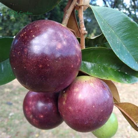 Purple Star Apple Seedling - Organic Rare Fruit Tree - raincitystudios.com