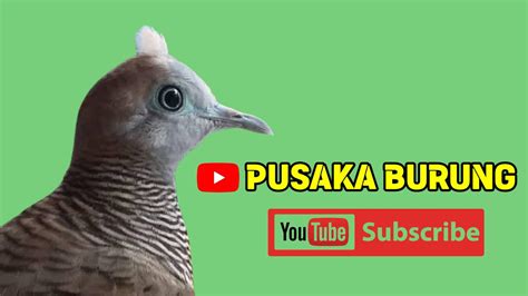 Pusaka burung - Cara menjinakkan perkutut liar, tapi... - raincitystudios.com