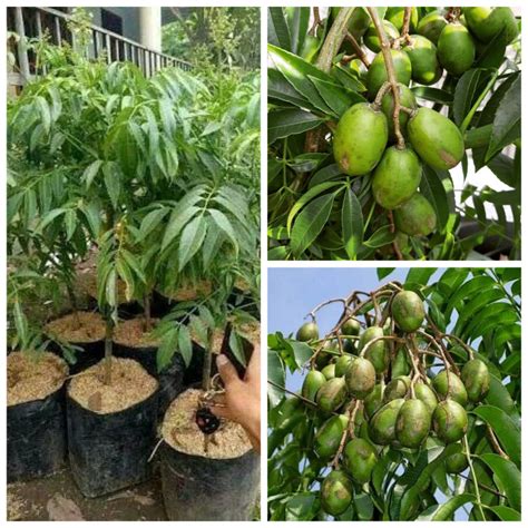 Pusat Jual Bibit Buah Unggulan - Mekar Bibit - Magelang - raincitystudios.com
