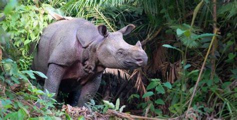 Push for Breeding Program, Indonesia Plans to Translocate Several … - raincitystudios.com