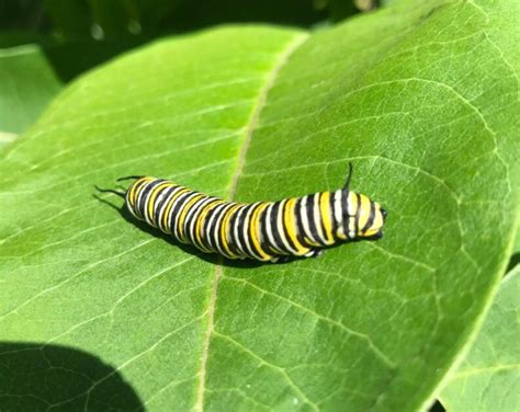 Puzzling together insect metamorphosis - Nature Museum - muktibox.com