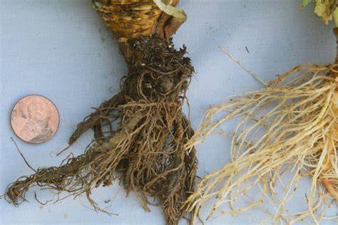 Pythium Root Rot - TurfFiles - raincitystudios.com