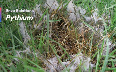 Pythium solutions - Greenhouse Management - raincitystudios.com
