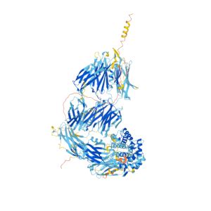 PZP Gene - GeneCards PZP Protein PZP Antibody