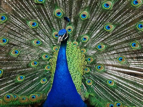 Paó. Contràriament al paó blau aquest ocell és una espècie amenaçada. Ha vist la seva distribució molt reduïda durant les darreres dècades a causa de la desforestació massiva de les zones forestals a l'Àsia del sud-est. La fragmentació de l'hàbitat augmenta el risc d'endogàmia. 