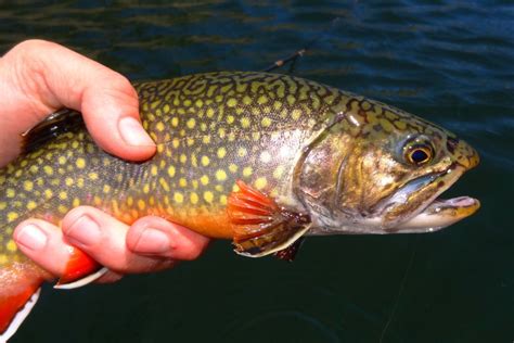 levels in the fish, but also the amount of fish you eat. The consumption of any fish from contaminated waters is a matter of personal choice. Trout stocked from Pennsylvania Fish and Boat Commission state fish hatcheries are subject to the blanket one-meal-per-week consumption advisory that applies to recreationally caught sport fish in ....