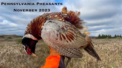 Pa pheasant season 2023 schedule. 2023-24 HUNTING SEASONS. One antlerless deer with each required antlerless license. One antlered deer per hunting license year. DEER, ARCHERY (Antlered and Antlerless) WMUs 2B, 5C and 5D: Sept. 16-Nov. 11, Sunday Nov. 12, Nov. 13-18, Sunday Nov. 19, Nov. 20-24 and Dec. 26-Jan. 27, 2024 