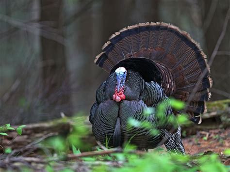 RALEIGH, N.C. (March 21, 2023) - Wild turkey hunting season opens in North Carolina on April 1. The youth season is April 1 - 7, and the statewide season is April 8 - May 6. Hunters are limited to two turkeys for the season, only one of which may be taken during the youth season. Chris Kreh, assistant chief of the N.C. Wildlife Resources Commission's Wildlife Management Division, said ....