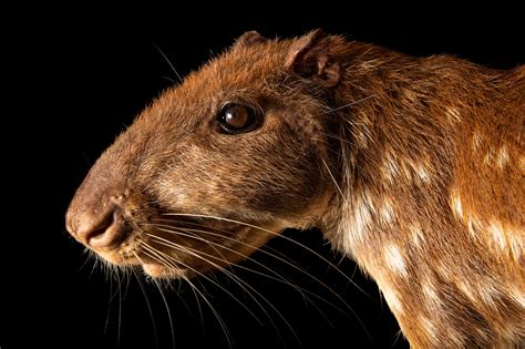 Paca in English: A Guide to the Benefits and Challenges of Raising the Giant Rodent