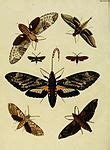 Pachylia - Wikipedia