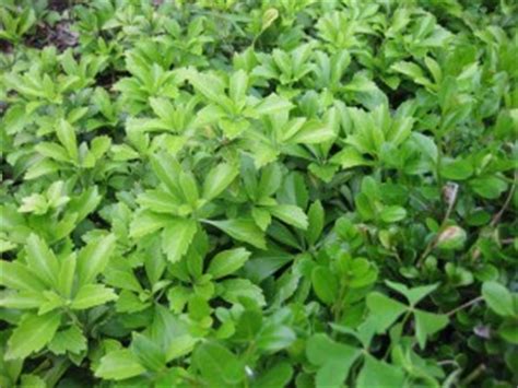 Pachysandra: Exploding the "Shade-Only" Myth - Kevin Lee …