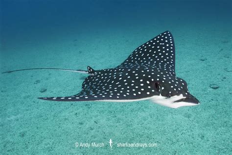 Pacific Eagle Ray - Aetobatus laticeps