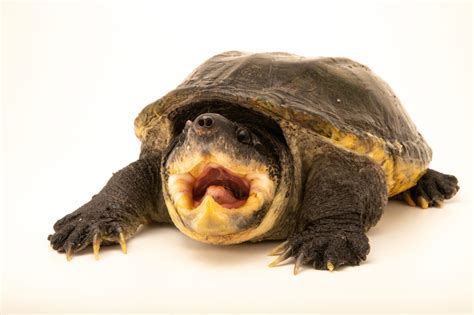 Mexican Giant Musk Turtles (Staurotypus Triporcatus) CB 2023. 