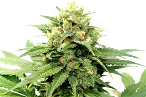 Cheese Autoflowering Seeds. Rated 4.54 out
