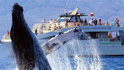 Pacific whale foundation maui. Join the Pacific Whale Foundation, a non-profit organization that advocates for whale conservation, on various boat adventures in Maui. Choose from whale watching, … 