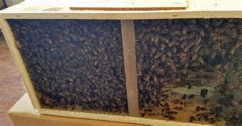 Package honey bees - farm & garden - by owner - sale